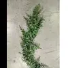 1. Baker Fern Vine Garland 6ft thumbnail