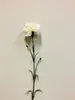 Single Carnation 61cm White thumbnail