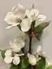 1. Short Stem Cherry Blossom 35cm White thumbnail