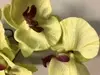 1. Tall Real Touch Phalaenopsis Orchid 102cm Green thumbnail