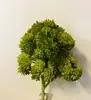 'Cauliflower' Succulent on Stem 18cm thumbnail