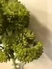 1. 'Cauliflower' Succulent on Stem 18cm thumbnail