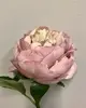 Short Stem Peony 33cm Antique Pink thumbnail