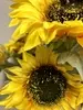 1. Sunflower Bush 44cm thumbnail