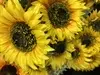 2. Sunflower Bush 44cm thumbnail