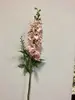 Delphinium 88cm Antique Pink thumbnail