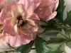 1. Delphinium 88cm Antique Pink thumbnail