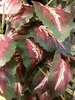 1. Coleus Hanging Bush 60cm thumbnail