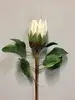 Protea 65cm White thumbnail