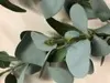 1. Eucalyptus Gum Spray 57cm thumbnail