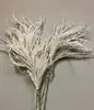 Pampas Grass Seed Head 96cm White thumbnail