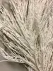 1. Pampas Grass Seed Head 96cm White thumbnail