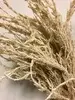 1. Pampas Grass Seed Head 96cm Natural thumbnail