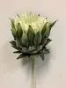 Protea 60cm Cream thumbnail