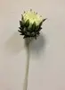 1. Protea 60cm Cream thumbnail