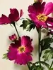 2. Tall Cosmos Spray 85cm Hot Pink thumbnail