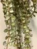 1. Button Fern Hanging Vine Bush 56cm  thumbnail