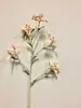 Kangaroo Paw 74cm Peach thumbnail