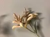 1. Kangaroo Paw 74cm Peach thumbnail