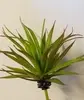 Large Marginata Succulent 19cm thumbnail