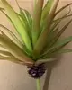 1. Large Marginata Succulent 19cm thumbnail