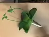 Frilly Echeveria Succulent 10cm Green thumbnail
