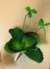 1. Frilly Echeveria Succulent 10cm Green thumbnail