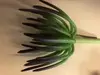 1. Spiky Succulent 18cm thumbnail
