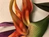 1. Bird of Paradise 83cm  thumbnail