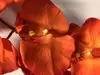 1. Phalaenopsis Orchid 70cm Orange thumbnail