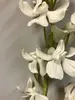 1. Vanda Dendrobium Orchid 95cm White thumbnail