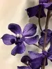 1. Vanda Dendrobium Orchid 95cm Purple thumbnail