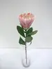 Protea Flower 60cm Pink thumbnail