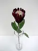 Protea Flower 60cm Burgundy thumbnail