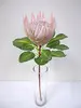 King Protea 74cm Pink thumbnail