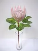 1. King Protea 74cm Pink thumbnail