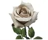 Ecuador Rose 67cm Dusty Beige thumbnail