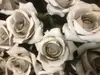 1. Ecuador Rose 67cm Dusty Beige thumbnail