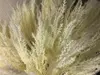 1. Pampas Grass 100cm Cream thumbnail