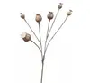 Poppy Fruit Spray 69cm Natural thumbnail
