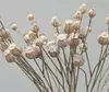 1. Poppy Fruit Spray 69cm Natural thumbnail