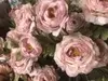 1. Dried Look Ranunculus Spray 72cm Dusty Pink Cream thumbnail