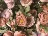 1. Dried Look Ranunculus Spray 72cm Dusty Peach thumbnail