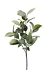 1. Broad Leaf Gum Spray 80cm Green thumbnail
