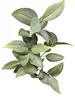 2. Broad Leaf Gum Spray 80cm Green thumbnail