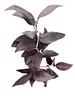 2. Broad Leaf Gum Spray 80cm Plum thumbnail
