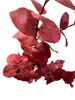1. Tall Round Leaf Eucalyptus Gum Spray Red 106cm thumbnail