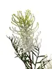 1. Grevillea Spray 85cm White thumbnail