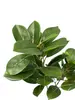 1. Laurel Leaves Spray 85cm thumbnail