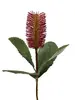 Banksia Robur Spray 74cm Burgundy thumbnail